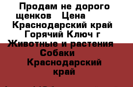 Продам не дорого щенков › Цена ­ 500 - Краснодарский край, Горячий Ключ г. Животные и растения » Собаки   . Краснодарский край